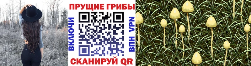 Псилоцибиновые грибы Cubensis где найти наркотики Нахабино
